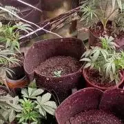 Seedsupreme and Bulldog, Freakshow Fem.