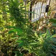 Greasy Monkey Outdoors