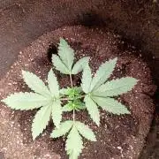 Seedsupreme and Bulldog, Freakshow Fem.