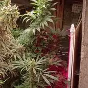 420 Auto