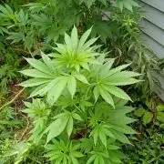 Greasy Monkey Outdoors