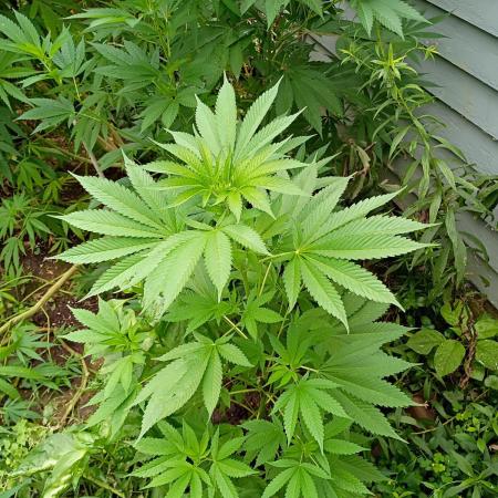 Greasy Monkey Outdoors