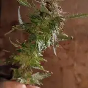 Greasy Monkey Outdoors