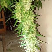 Greasy Monkey Outdoors