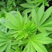 Greasy Monkey Outdoors