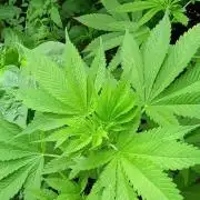 Greasy Monkey Outdoors