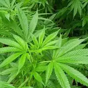 Greasy Monkey Outdoors