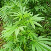 Greasy Monkey Outdoors