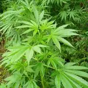 Greasy Monkey Outdoors