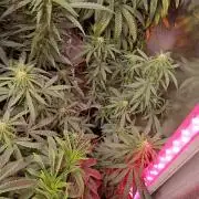 Seedsupreme and Bulldog, Freakshow Fem.