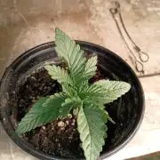 Seedsupreme and Bulldog, Freakshow Fem.