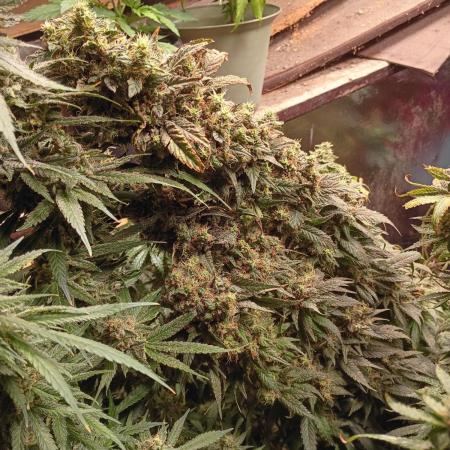 420 Auto