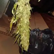 Greasy Monkey Outdoors