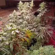 420 Auto