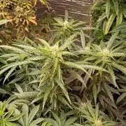 Seedsupreme and Bulldog, Freakshow Fem.
