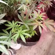 Seedsupreme and Bulldog, Freakshow Fem.