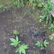 Greasy Monkey Outdoors