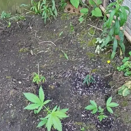 Greasy Monkey Outdoors