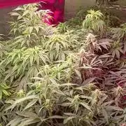 420 Auto