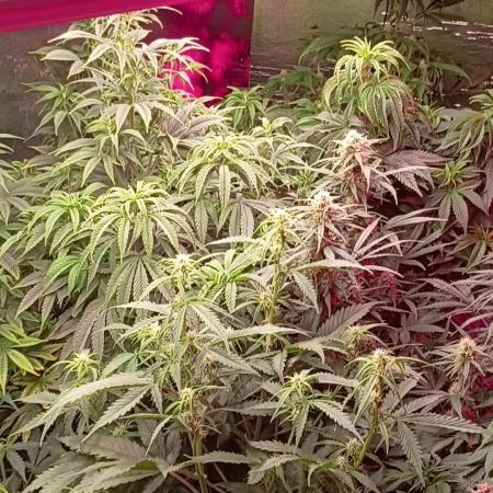 420 Auto
