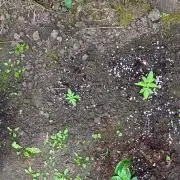 Greasy Monkey Outdoors