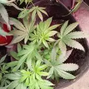 Seedsupreme and Bulldog, Freakshow Fem.