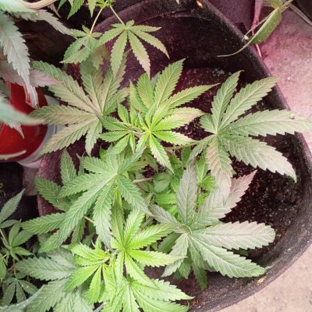 Seedsupreme and Bulldog, Freakshow Fem.