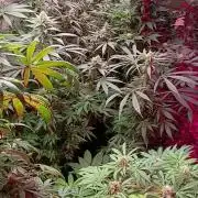 420 Auto