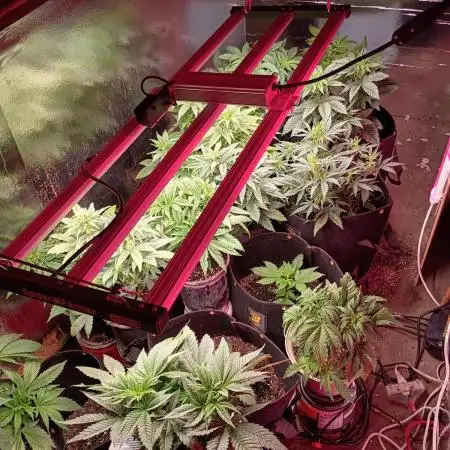 420 Auto