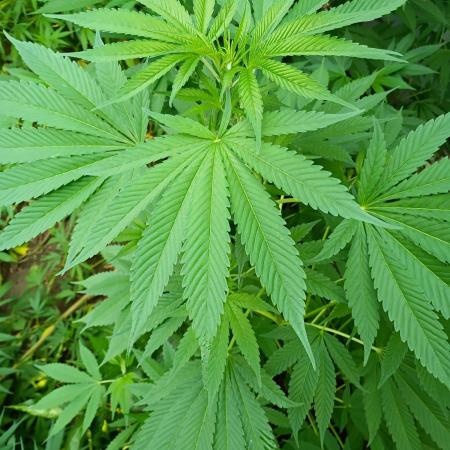 Greasy Monkey Outdoors