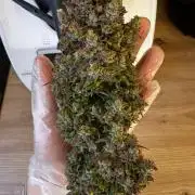 Apple Fritter Automatic