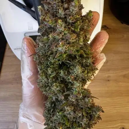 Apple Fritter Automatic