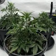 Mission FastBuds