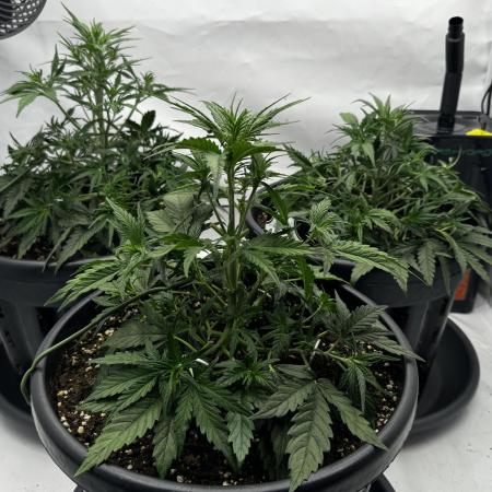 Mission FastBuds