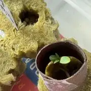 Zkittlez OG Auto first ever grow