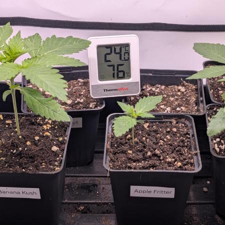 Banana OG Kush, Apple Fritter,  Gushers