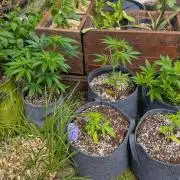 Banana OG Kush, Apple Fritter,  Gushers