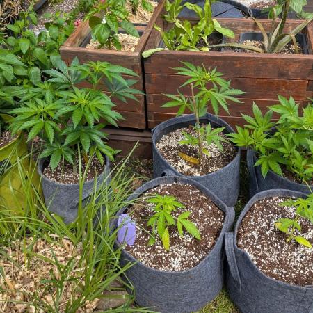 Banana OG Kush, Apple Fritter,  Gushers