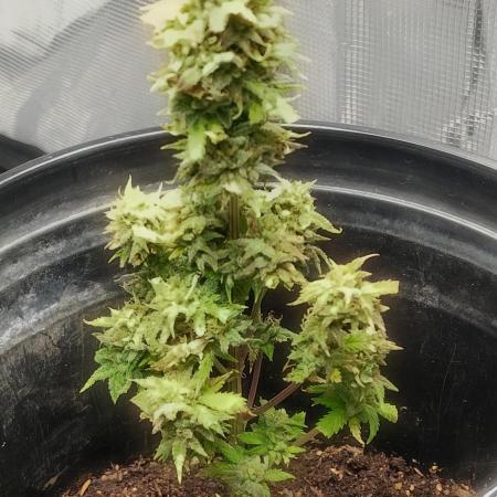 Cream Cookies Auto