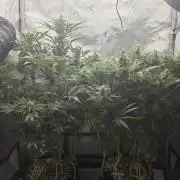 Next Generation Seeds First Contact