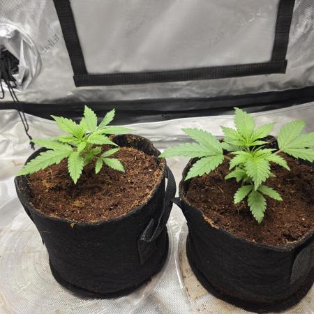 Next Generation Seeds First Contact