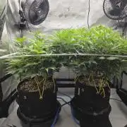 Next Generation Seeds First Contact