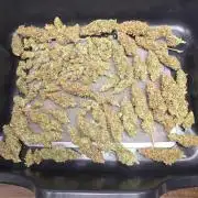 Next Generation Seeds Avalon CBD