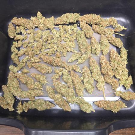 Next Generation Seeds Avalon CBD