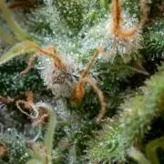 Next Generation Seeds Avalon CBD