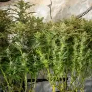 Next Generation Seeds First Contact