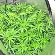 Next Generation Seeds First Contact