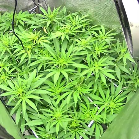 Next Generation Seeds First Contact