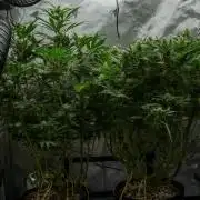 Next Generation Seeds First Contact