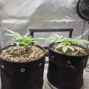 Next Generation Seeds First Contact